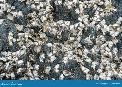 狗狗呼叫喵星H5 網(wǎng)絡(luò)創(chuàng)業(yè)項(xiàng)目排行榜中的優(yōu)質(zhì)資源探析